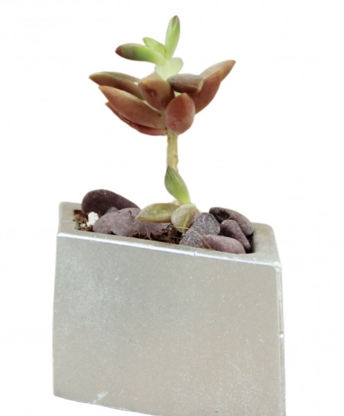 Mini Çiçek Saksı Küçük Sukulent Gümüş Kaktüs Saksısı Dörtgen Yatay Model